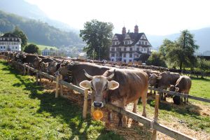 OB Abteilung in Schwyz